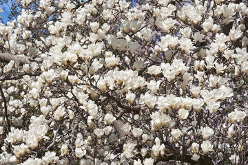 Yulan magnolia (Magnolia denudata)