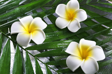 Beautiful composition of frangipani flower on palm leaves, close up