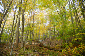 misty forest