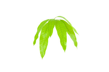 Fototapeta na wymiar Green leaves isolated on white background.