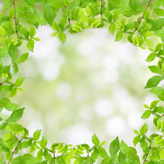  Fresh Green leaf frame with water drops  isolated on nature gre