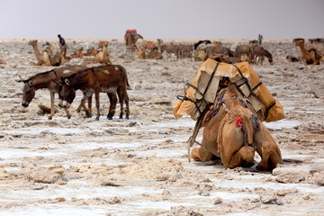 Dromedaries and donkeys loaded with amole-salt slabs. Danakil-Ethiopia. 0341