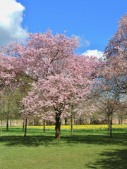 Fototapeta premium Kirschbluete_Schlosspark_Schwetzingen