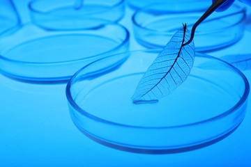 Scientist working with Petri dishes in laboratory