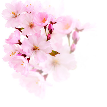 Cherry Blossoms. Cherry Blossoms - spring pink flowers. 