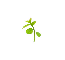 Fresh Green leaf isolated background.