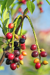 Ripening berries cherry laurel (Prunus laurocerasus) on a branch 