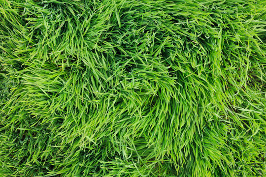 Large leaves of green grass background top view