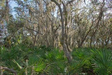 Urwald mit Feenhaar auf Merrit Island - Florida