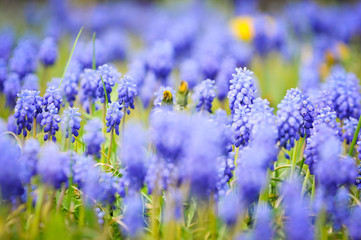 Grape hyacinths in bloom in a garden with overbolwn dandelions.