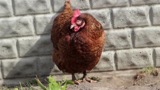 disease of chickens/chicken disease beriberi lack of vitamins