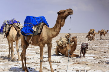 Dromedaries waiting to be loaded with amole-salt slabs. Danakil-Ethiopia. 0362