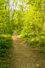 the lane through the dense forest