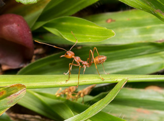 ants
