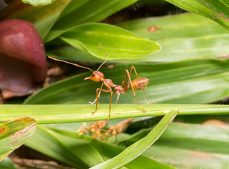 ants
