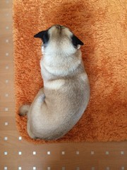 Mops von oben 2