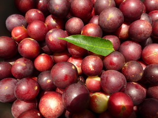 Camu camu fruit (Myrciaria dubia) Myrtaceae family. Amazonas, Brazil 
