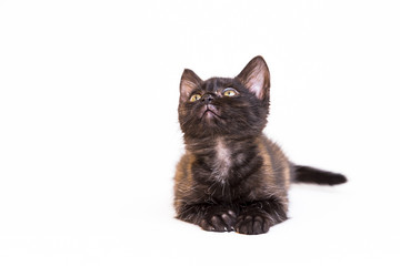 Feline in the Bright Studio Setting