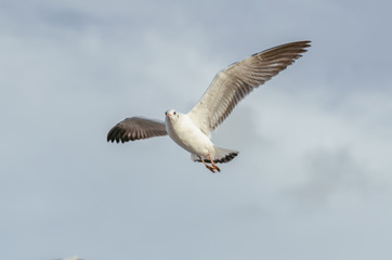Fototapeta na wymiar Beautiful Seagulls flying in the sky