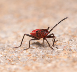 red cotton bug
