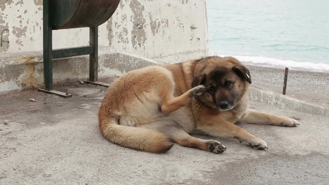 Adult dog lying, rest on the ground, homeless and abandoned animal pet on the pavement and scratched the back of his paw.