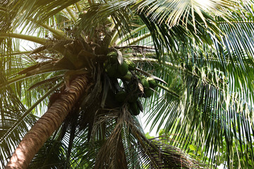 Tropical trees in exotic forest.