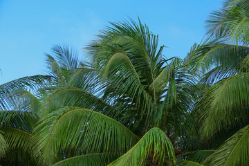 Fototapeta premium Tropical green palm trees.