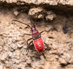 red cotton bug