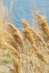 Obraz premium Bright reeds with light shining through yellow leaves on the blu