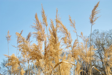 Fototapeta premium Bright reeds with light shining through yellow leaves on the blu