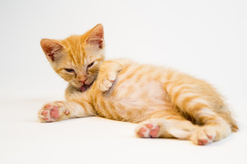 Feline in the Bright Studio Setting