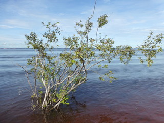 Camu camu fruit (Myrciaria dubia) on the tree, on the banks of the Amazon, Brazil