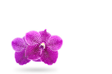 Purple orchid flowers with drop water on white background