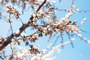 Spring blossom flowers. White apricot  flowers covering branches against sky