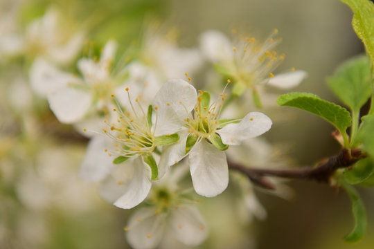 Plum tree flowers