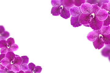 Purple orchid flowers frame on white background