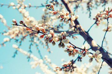 Apricot tree branch covered with flowers in spring. Toned image. Vintage folm color