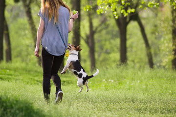 Young woman walking with a dog playing training - obrazy, fototapety, plakaty