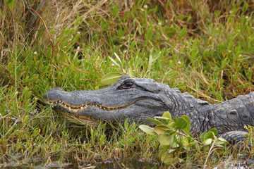 Mississippi-Alligator - [alligator mississippiensis]