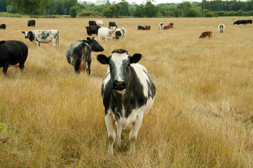 Curious looking Cows