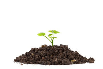 Young green plant on  the soil ,on white background