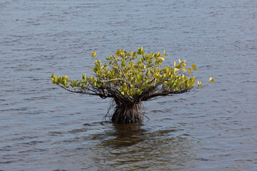 Mangrovenbaum in Florida