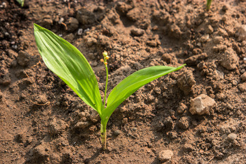 small green plant with two leawes seedling in the ground