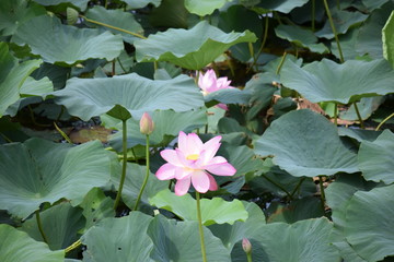 ハス畑／山形県の鶴岡市で、ハス畑を撮影した写真です。