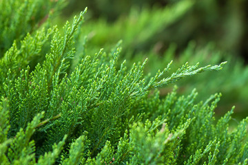 green thuja tree branches close up details as background image