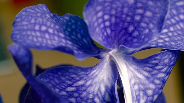 Blue Orchid Flower, Close-Up