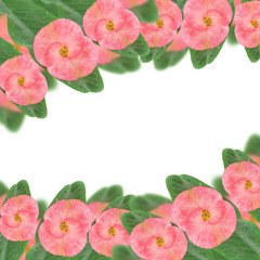 Red Poi Sian flowers and leaves frame isolate on white backgroun