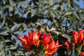 El pájaro se alza para mirar hacia arriba.