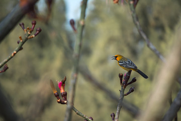 El pájaro en la punta de la rama está cantando