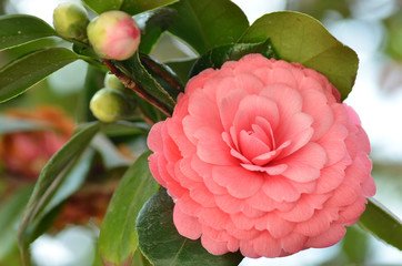 Bright pink Japanese camellia flower in bloom